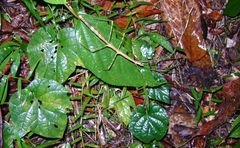 Mithrenes whiteheadi