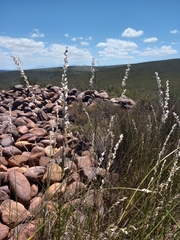Melica racemosa