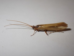 Limnephilus vittatus