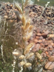 Melica racemosa