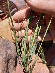 Melica racemosa