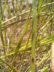 Melica racemosa