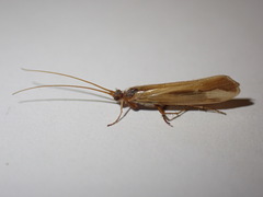 Limnephilus vittatus