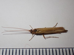 Limnephilus vittatus