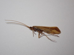 Limnephilus vittatus