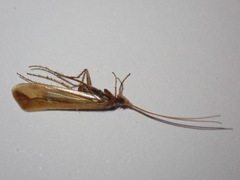 Limnephilus vittatus