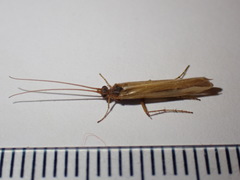Limnephilus vittatus