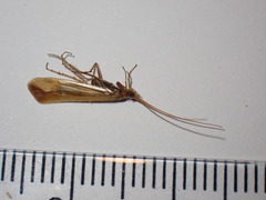 Limnephilus vittatus