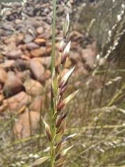 Melica racemosa