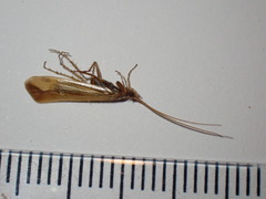 Limnephilus vittatus