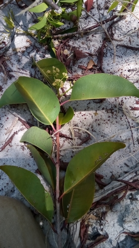 Syzygium tapiaka image