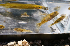 Gobiomorphus breviceps