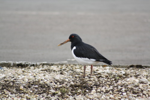Haematopus ostralegus