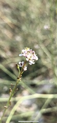 Lepidium graminifolium