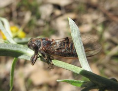 Atrapsalta corticina