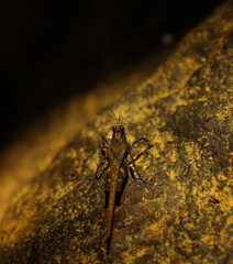 Eucriotettix flavopictus