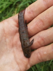 Gobiomorphus huttoni