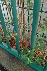 Buddleja davidii
