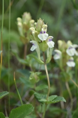 Scutellaria supina