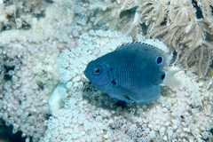 Pomacentrus trichrourus