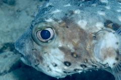 Cyclichthys spilostylus