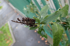 Buddleja davidii