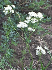 Thalictrum petaloideum