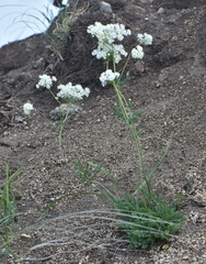 Thalictrum petaloideum