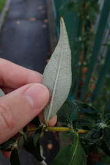 Buddleja davidii