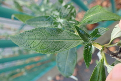 Buddleja davidii