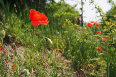 Papaver rhoeas