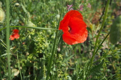 Papaver rhoeas