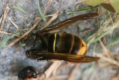 Vespa velutina nigrithorax
