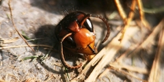 Vespa velutina nigrithorax