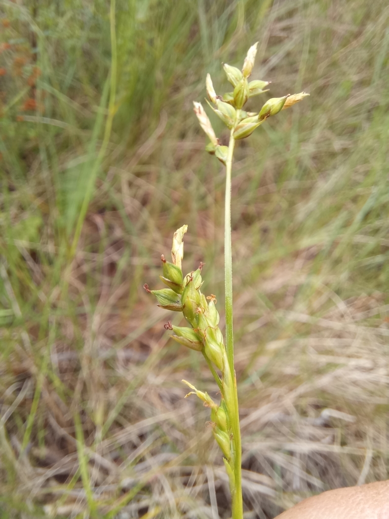 Carex schimperiana