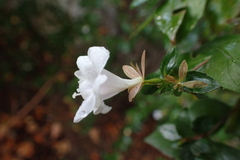 Abelia × grandiflora