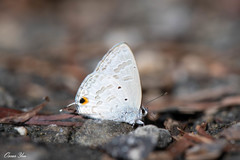 Catochrysops panormus exiguus