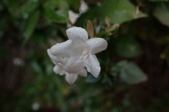 Abelia × grandiflora