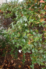 Abelia × grandiflora