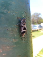 Atrapsalta corticina