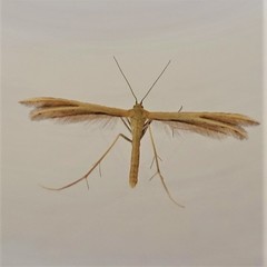 Pterophorus innotatalis
