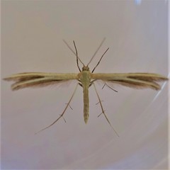 Pterophorus innotatalis