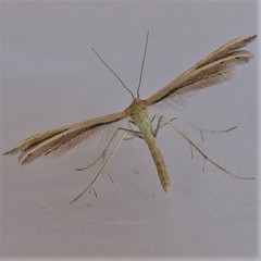 Pterophorus innotatalis