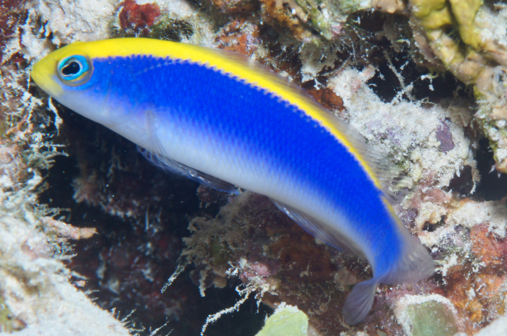 Sunrise Dottyback