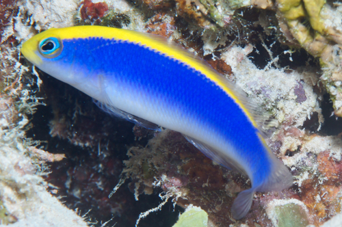 Sunrise dottyback (Pseudochromis flavivertex) — Pseudochromidae