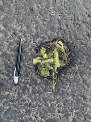 Craspedocephalus gramineus