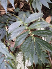 Elatostema lineolatum