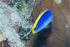 Pseudochromis flavivertex