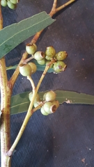 Eucalyptus fraxinoides