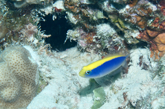 Pseudochromis flavivertex